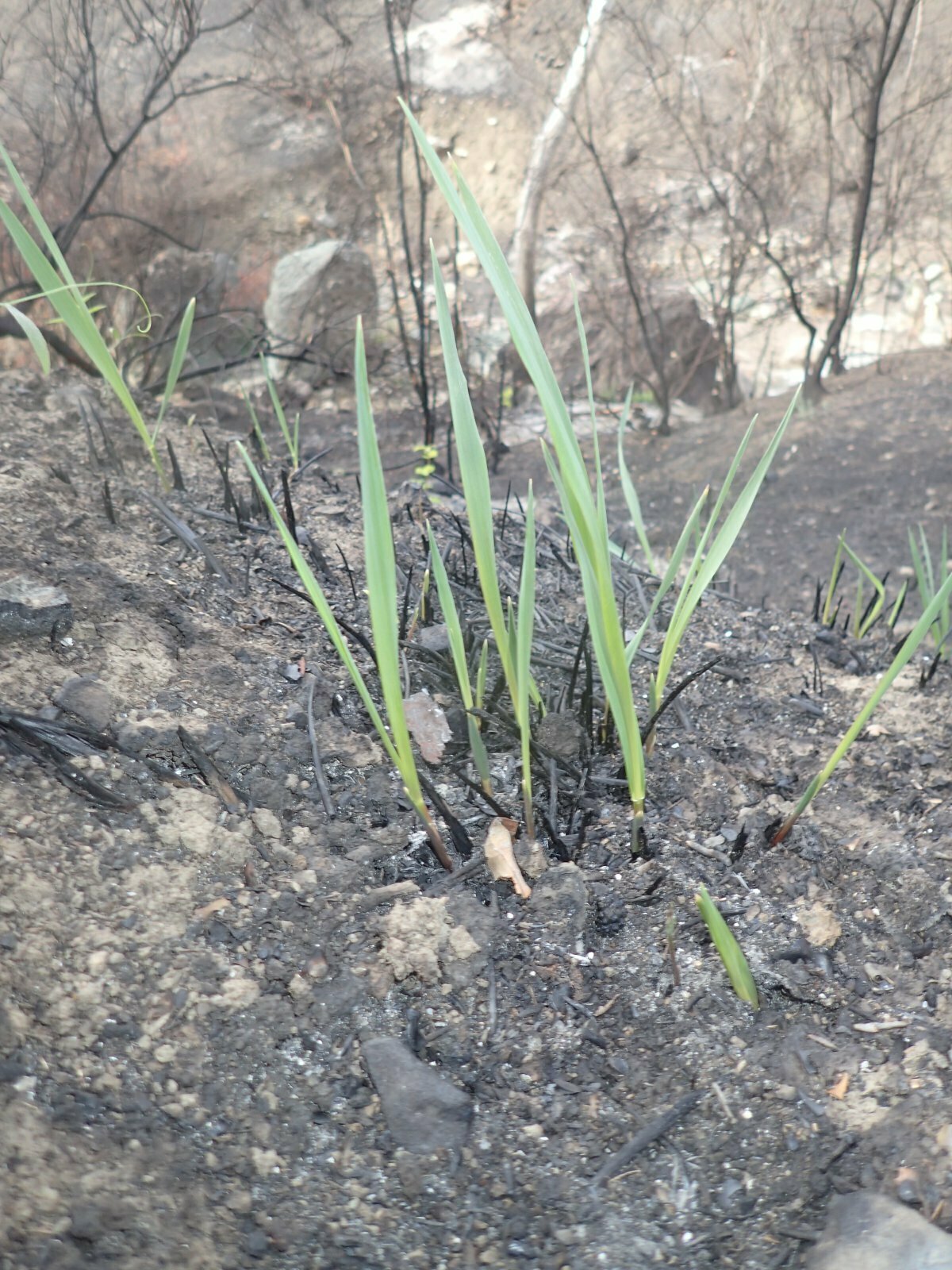 High Resolution Elymus condensatus Fire recovery